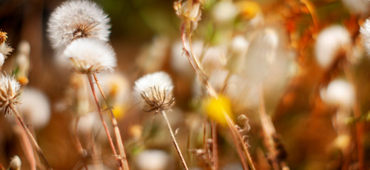 panorama of a field of wild white dandelions in a field of beautiful grass on a green blurred summer bokeh background in the sun