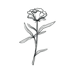 Hand drawn flower isolated on white. Black and white vector floral illustration.