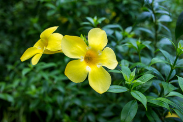 Golden Trumpet yellow color, focus selective.