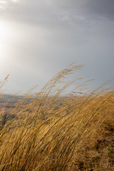 field of wheat, Italy field