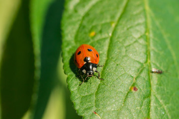 Red ladybug on a green leaf in the garden