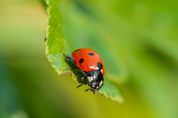 Red ladybug on a green leaf in the garden