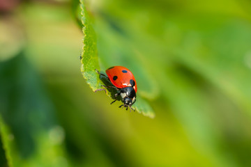 Red ladybug on a green leaf in the garden