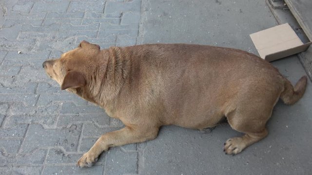 Kherson, Ukraine - 17th of August 2019: 4K Top view a fat neutered dog resting on the ground