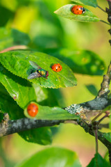 Red ladybugs and fly on a green leaves in the garden