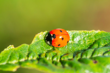 Red ladybug on a green leaf in the garden