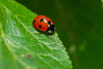 Red ladybug on a green leaf in the garden