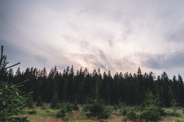 Natural green forest of spruce trees with beautiful cloudy sky in Sumava, Czech Republic
