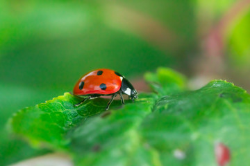 Obraz premium Red ladybug on a green leaf in the garden