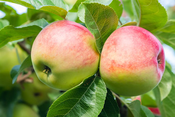 Two red-green apples on a tree in the garden