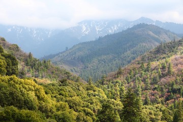 Fototapeta na wymiar Sequoia forest, California