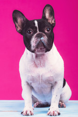 Young french bulldog pup. Sitting on blue wooden plank alone, looking up. Isolated in pink background.