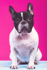 Young french bulldog pup. Sitting on blue wooden plank alone, curious face. Isolated in pink background.