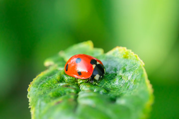 Fototapeta premium Red ladybug on a green leaf in the garden