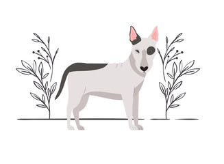 Obraz na płótnie Canvas cute bull terrier dog on white background