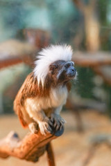 A white hair Cotton-tip tamarin  monkey (Saguinus oedipus)