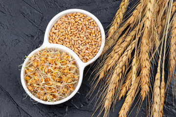 Dry and sprouted wheat grains in a white plate on a dark gray background with ears of wheat....