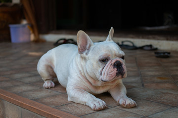 Old French Bulldog laying on the floor.