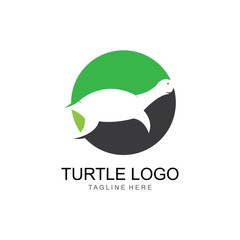 turtle animal cartoon icon image vector illustration design