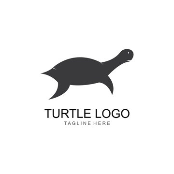 turtle animal cartoon icon image vector illustration design