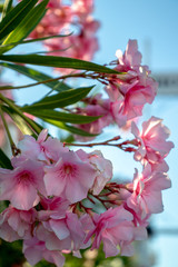 pink flowers in spring, beautiful pink flowers