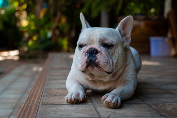 Old French Bulldog laying on the floor.