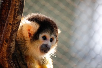 Portrait of a little Monkey sitting on a tree