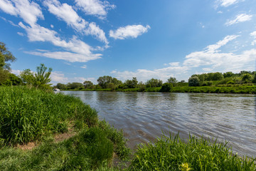 Thickets on the Vistula River near Krakow, Poland