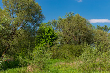 Fototapeta na wymiar Thickets on the Vistula River near Krakow, Poland