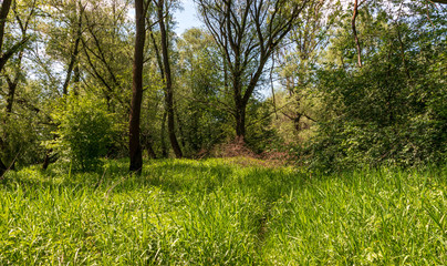 Obraz premium Thickets on the Vistula River near Krakow, Poland