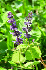 Salvia verticillata L. (family Lamiaceae) in the mountains of Abkhazia