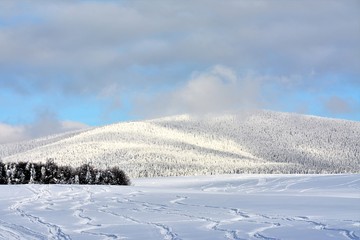 field and forest covered with snow