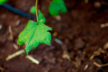 green cotton Field  in India