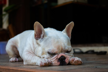 Fototapeta na wymiar Old French Bulldog sleeping on the floor.