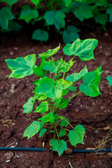 green cotton Field  in India
