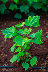 green cotton Field  in India