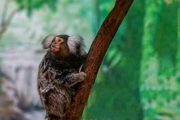 Common marmoset (Callithrix jacchus) playing on a wood branch