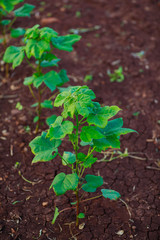 green cotton Field  in India