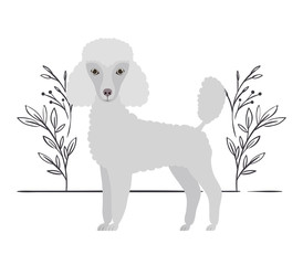 cute poodle dog on white background