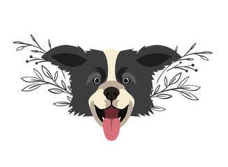 head of cute border collie dog on white background