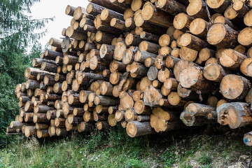 Wood timber logs in a pile