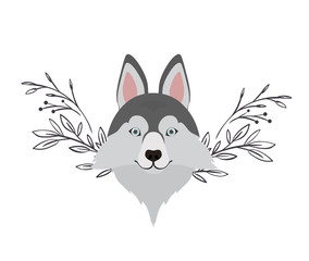 head of cute lobo siberiano dog on white background