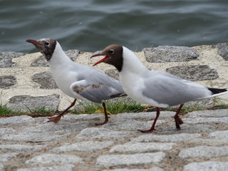 Paar Möwen in angeregter Unterhaltung und engagierte Kommunikation seagulls talking