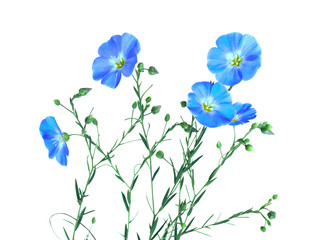 Fototapeta na wymiar Beautiful blue wildflowers. Flax flowers and seed capsules isolated on white background. Linum usitatissimum (common flax or linseed).