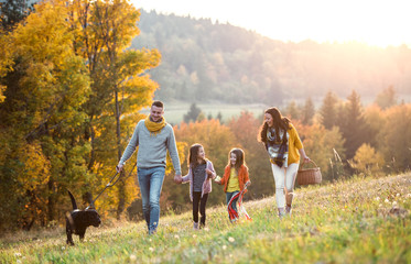 Fototapeta A young family with two small children and a dog on a walk in autumn nature. obraz
