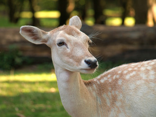 closeup on fallow deers in the shadow on a sunny day
