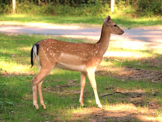 Single fallow deer fawn standing