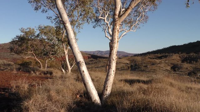 Panoramic view of landscape of outback Australia in the Pilbara, Western Australia, with white gum trees, mountains, bushland, sunny blue sky as background.