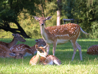 Naklejka na ściany i meble herd of fallow deer resting in the shadow on a hot sunny day