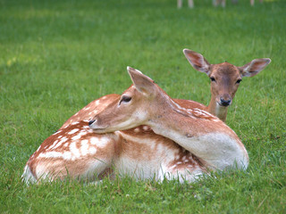 herd of fallow deer resting in the shadow on a hot sunny day